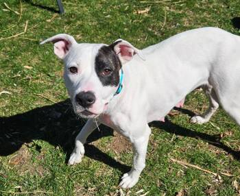 Pit Bull Terrier Dogs Available for Adoption in Roxbury Township, New Jersey - Lilly | PetCurious