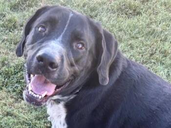 Rescue Mixed Breed Dogs for Adoption in Georgetown, Texas - Kronk | PetCurious