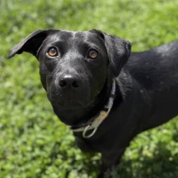 Black Labrador Retriever and Dachshund Dogs Available for Adoption in Richmond, Virginia - Scarlet | PetCurious
