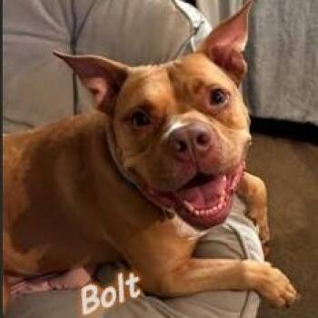 Rescue American Staffordshire Terrier Dogs for Adoption in Palm Harbor, Florida - Bolt | PetCurious