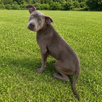 Chico -  Mixed Breed Dog for Adoption in Buffalo, Minnesota - Chico | PetCurious