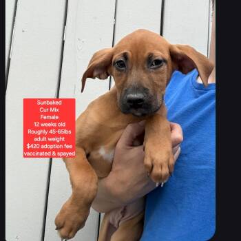 Black Mouth Cur Dogs Available for Adoption in Oviedo, Florida - Sunbaked | PetCurious