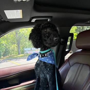 Standard Poodle Dogs Available for Adoption in Rossville, Georgia - Pumpkin/Momma | PetCurious