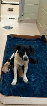 Dachshund Dogs Available for Adoption in Pemberton Township, New Jersey - MAMA CHLOE AND PUPS | PetCurious