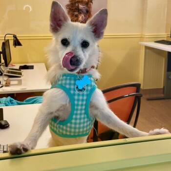 Rescue Jack Russell Terrier Dogs for Adoption in San Francisco, California - Improv 13305 | PetCurious