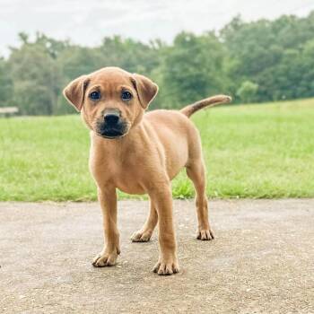 Punkin -  Mixed Breed Dog for Adoption in Groveland, Massachusetts - Punkin | PetCurious