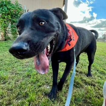 JASPER -  Labrador Retriever and Shepherd Dog for Adoption in Spring, Texas - JASPER | PetCurious