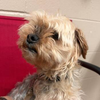 Charlie -  Yorkshire Terrier Dog for Adoption in Birmingham, Alabama - Charlie | PetCurious