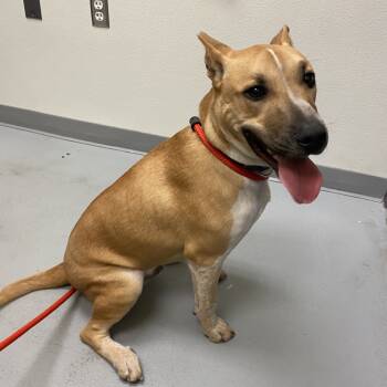 Rescue Cattle Dog and Shepherd Dogs for Adoption in Charlottesville, Virginia - Trevor | PetCurious