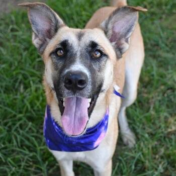 Strawberry sunrise -  Belgian Shepherd Malinois Dog for Adoption in Beaumont, Texas - Strawberry Sunrise | PetCurious