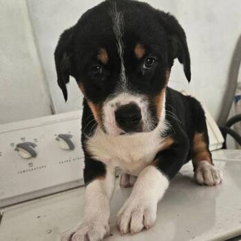 Mixed Breed Dogs Available for Adoption - Taina | PetCurious