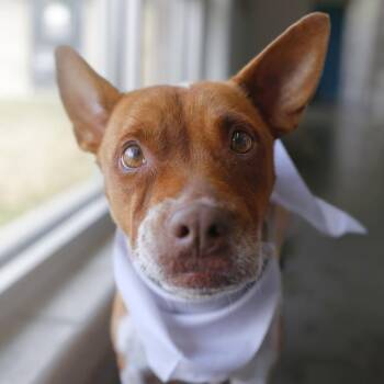 SONG -  Terrier Dog for Adoption in San Antonio, Texas - SONG | PetCurious