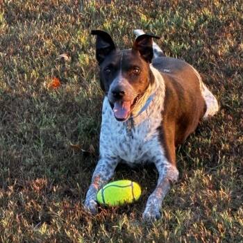 Tracker -  Mixed Breed Dog for Adoption in Chattanooga, Tennessee - Tracker | PetCurious