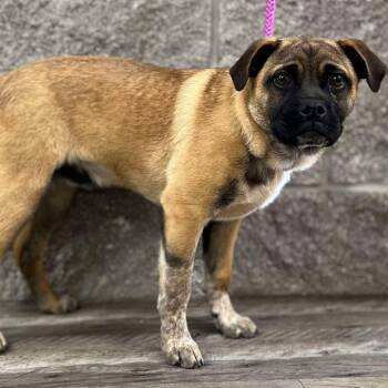 Rescue Pug and Cattle Dog Dogs for Adoption in Wadena, Minnesota - Melvin | PetCurious