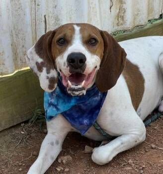 Scout $25 -  Treeing Walker Coonhound and Mixed Breed Dog for Adoption in Seneca, South Carolina - Scout $25 | PetCurious