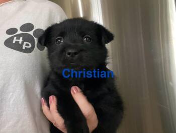 Rescue Miniature Schnauzer Dogs for Adoption in Gulf Breeze, Florida - Christian | PetCurious
