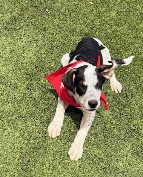 Rescue Australian Cattle Dog Blue Heeler and Border Collie Dogs for Adoption in St. Cloud, Minnesota - Mars | PetCurious