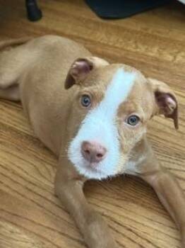 Skyler -  Terrier Dog for Adoption - Skyler | PetCurious