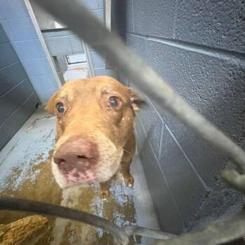 Crowe (Jake) -  Mixed Breed Dog for Adoption in Gadsden, Alabama - Crowe (Jake) | PetCurious