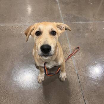 Alice Chilton -  Labrador Retriever and Great Pyrenees Dog for Adoption in Washburn, Missouri - Alice Chilton | PetCurious
