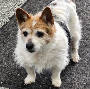 Wirehaired Terrier Dogs Available for Adoption - Betty Lou | PetCurious