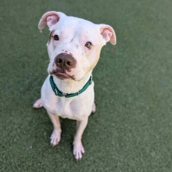 American Bulldog and Mixed Breed Dogs Available for Adoption in Greensboro, North Carolina - Magic | PetCurious