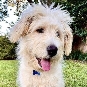 Duckie -  Poodle and Great Pyrenees Dog for Adoption in Garland, Texas - Duckie | PetCurious