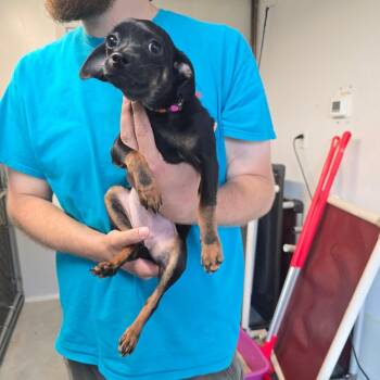 Charlie -  Chihuahua Dog for Adoption in Saint Marys, Pennsylvania - Charlie | PetCurious
