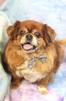 Pekingese Dogs Available for Adoption - Spring Roll In NH! Come Meet Our Adoptable Dogs Wednesday-Saturd | PetCurious