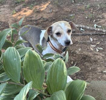 Binky -  Mixed Breed Dog for Adoption in Atlanta, Georgia - Binky | PetCurious
