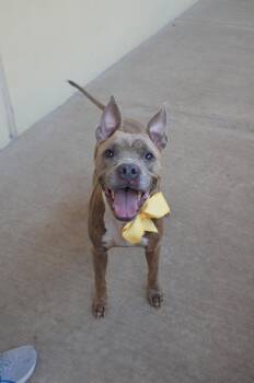 Eevee -  Pit Bull Terrier Dog for Adoption in Mckinney, Texas - Eevee | PetCurious