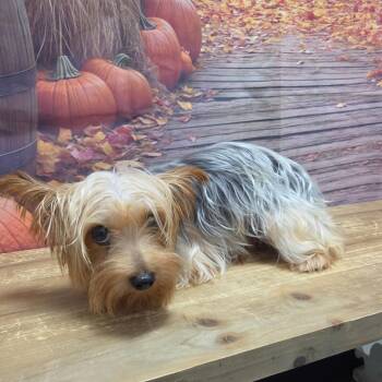 Buttercup -  Yorkshire Terrier Dog for Adoption in Normal, Illinois - Buttercup | PetCurious