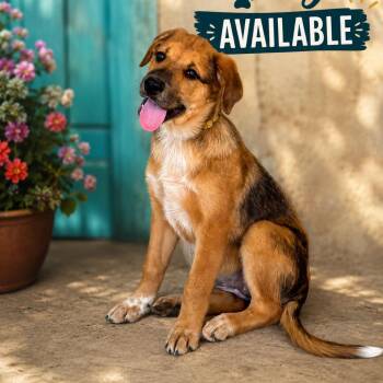 Dandy -  Labrador Retriever and Mixed Breed Dog for Adoption in Wadena, Minnesota - Dandy | PetCurious