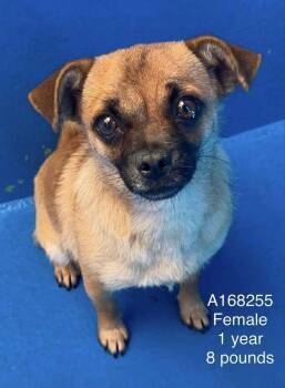 Miso -  Chihuahua and Mixed Breed Dog for Adoption in Calgary, Alberta - Miso | PetCurious