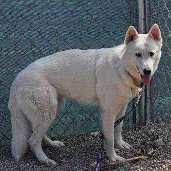 Aria -  Husky Dog for Adoption in Las Vegas, Nevada - Aria | PetCurious