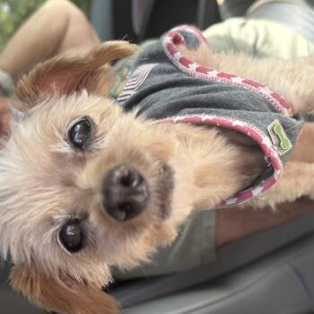 Princess -  Yorkshire Terrier Dog for Adoption in Henderson, Nevada - Princess | PetCurious