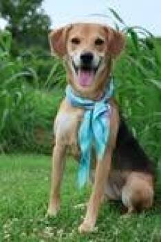 Ingrid -  Mixed Breed Dog for Adoption in Columbia, Tennessee - Ingrid | PetCurious