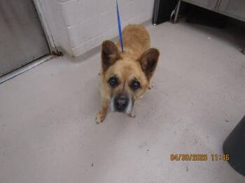 German Shepherd Dog and American Akita Dogs Available for Adoption in Marietta, Georgia - (46) | PetCurious