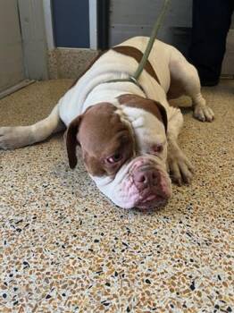 Rescue American Bulldog Dogs for Adoption in Doral, Florida - LAIKA | PetCurious