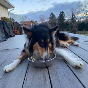 Rough Collie Dogs Available for Adoption - Gene | PetCurious