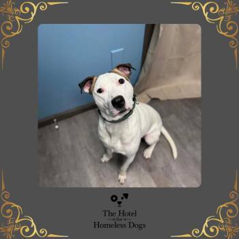 American Staffordshire Terrier and Terrier Dogs Available for Adoption - Ace | PetCurious