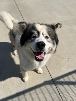 Husky Dogs Available for Adoption in Johnson City, Tennessee - Chinook/Bear/Zeus | PetCurious