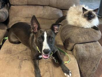 Tessera -  Mixed Breed Dog for Adoption in Brookshire, Texas - Tessera | PetCurious