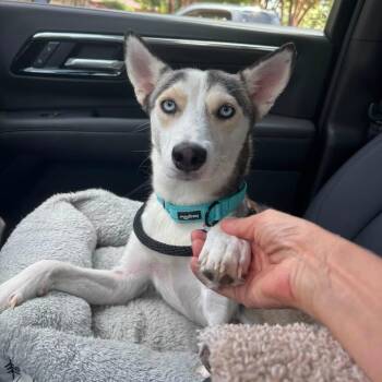 Elsa is looking for a foster and adopter -  Husky Dog for Adoption in Redmond, Washington - Elsa Is Looking For A Foster And Adopter | PetCurious