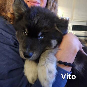 Pomeranian and Husky Dogs Available for Adoption - Vito | PetCurious