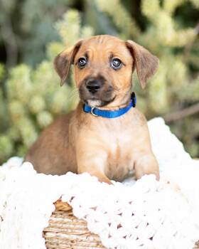Dachshund Dogs Available for Adoption - Taj | PetCurious