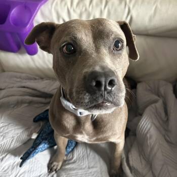 Princess -  American Staffordshire Terrier Dog for Adoption in South Houston, Texas - Princess | PetCurious
