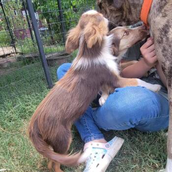 Dino -  Australian Shepherd and Mixed Breed Dog for Adoption in Hondo, Texas - Dino | PetCurious