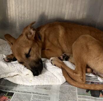 Steel -  Shepherd Dog for Adoption in Parma, Ohio - Steel | PetCurious