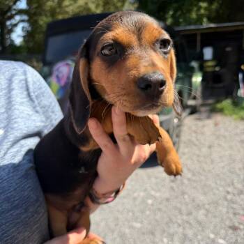 Lennox -  Beagle and Cairn Terrier Dog for Adoption in Sequatchie, Tennessee - Lennox | PetCurious